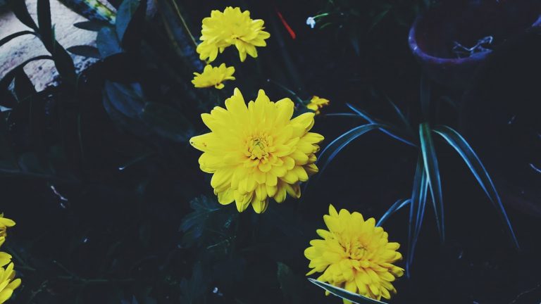 P U R S U E I N G P U R I T Y