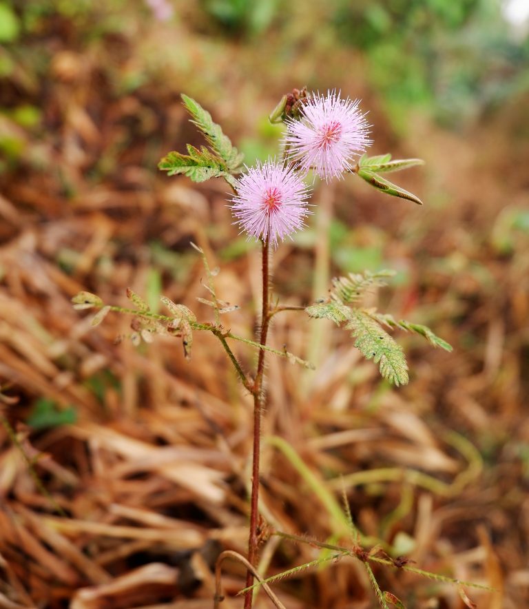 The Story of My Thought