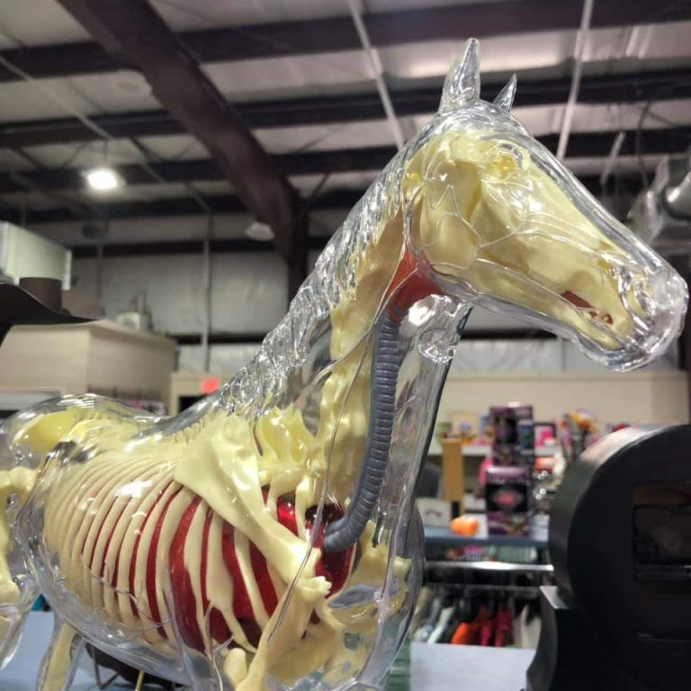 horse Rider