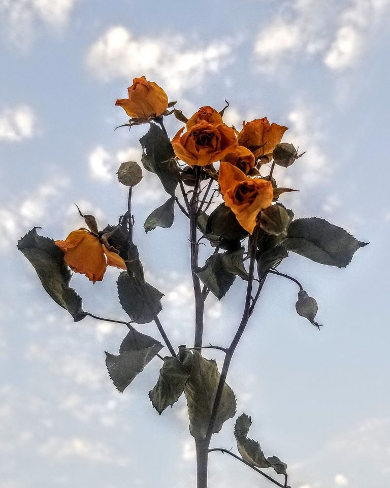 To a Deeply Wounded Warrior