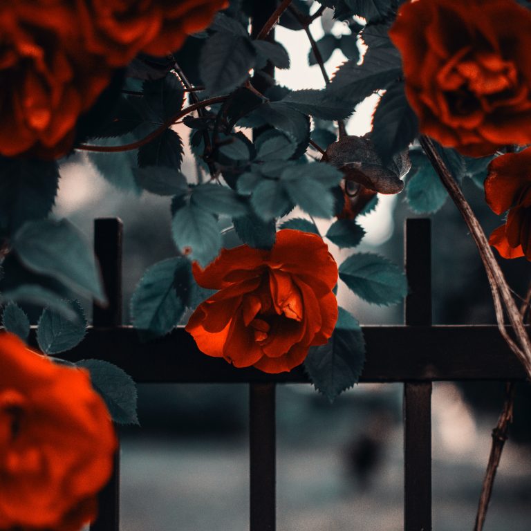 of all roses, why does it have to be you?