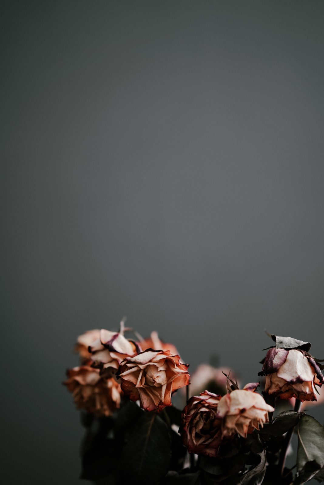 annie-spratt-7-vwc5XvkCs-unsplash