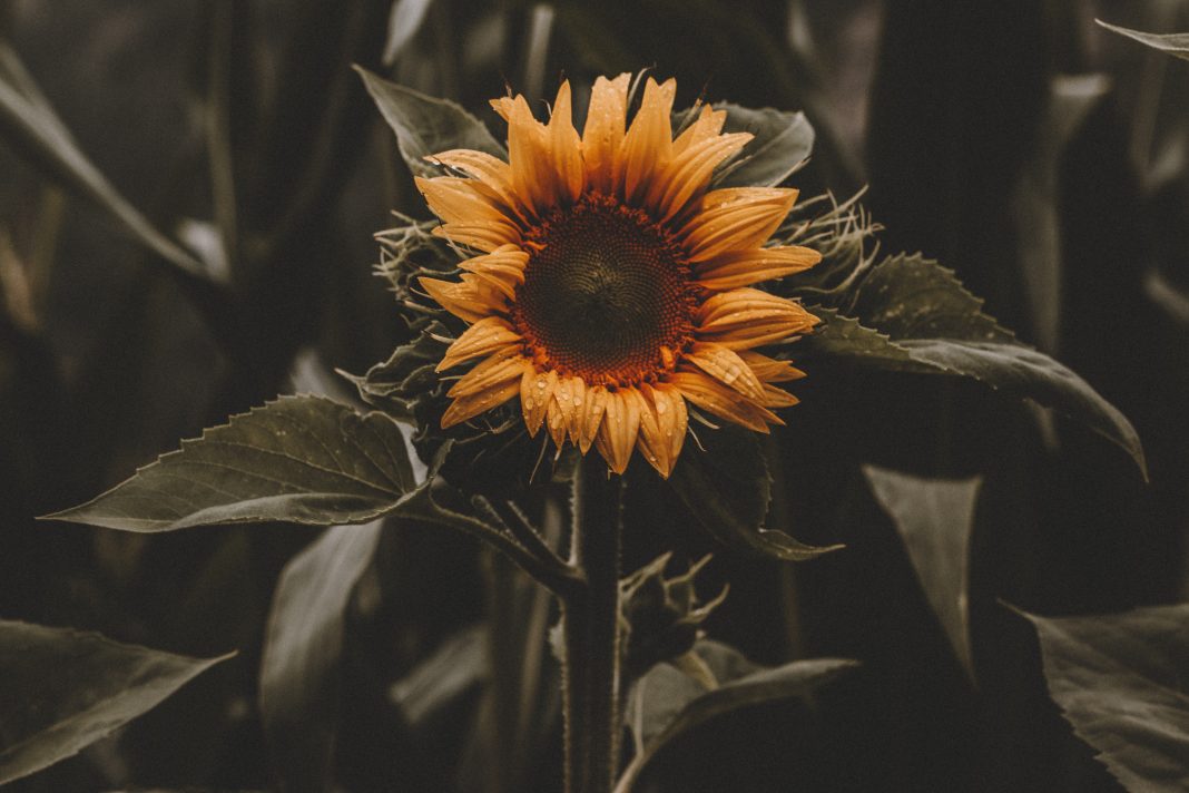 beautiful-bloom-blooming-1157970