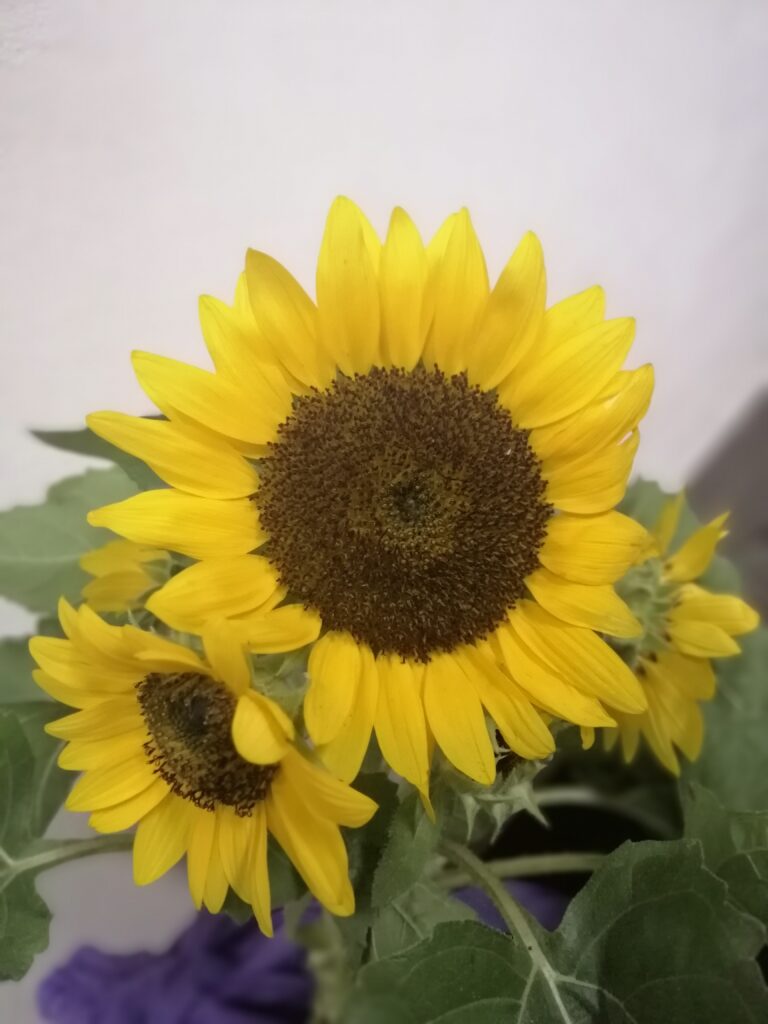 Mahal kita! Ako ba Mahal mo?