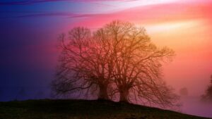 A Fantasy of Love