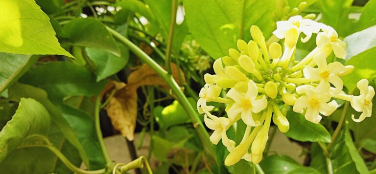 One Day, You Will Bloom Again