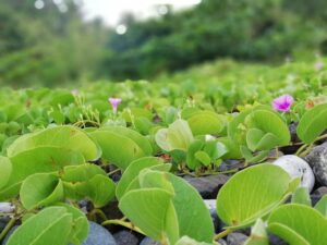 TO THE ONE WHO IS ALWAYS ALMOST