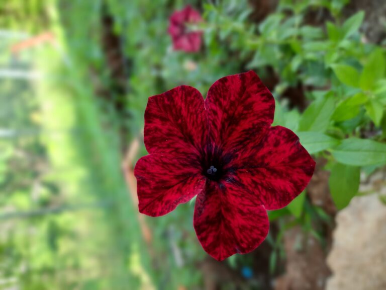 Jokes are half meant