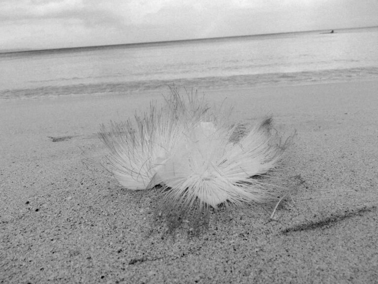 짝사랑 jjak sarang