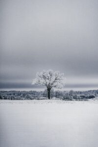 The Lone tree