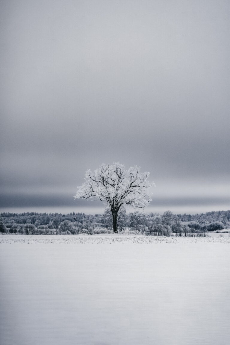 The Lone tree