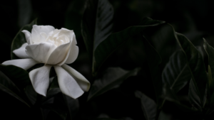 To the ones who still believe in pure intentions