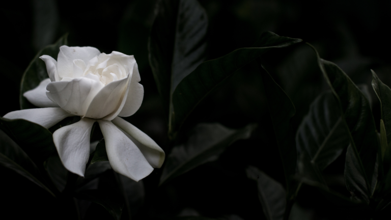 To the ones who still believe in pure intentions