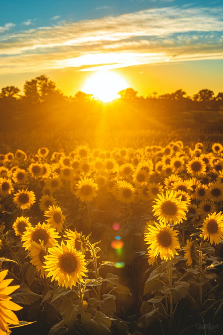 Sunshine