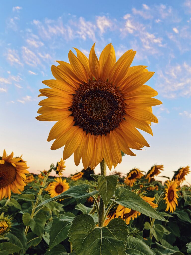 Belle Sunflower